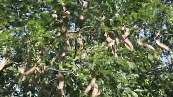 Honey Locust Träd Gleditsia Cycladata Med Frukt — Stockvideo