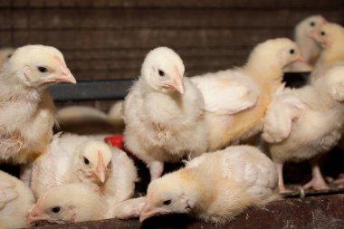 Broiler tavuk tavuk çiftliğinde bir kafeste. Beyaz et sanayi üretim