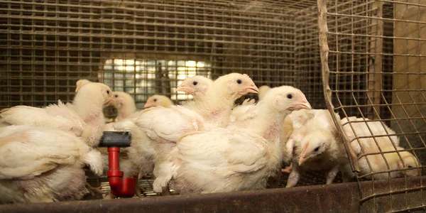 Broiler chickens in a cage at the poultry farm. Industrial production of white meat