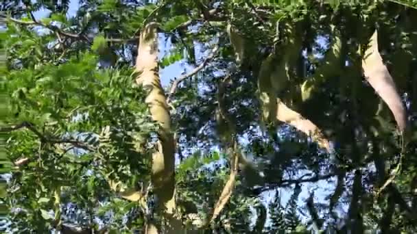 Μέλι Ακρίδων Δέντρο Gleditsia Triacanthos Φρούτα — Αρχείο Βίντεο