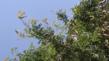 Meyve ile bal akasya ağacı (Gleditsia triacanthos).