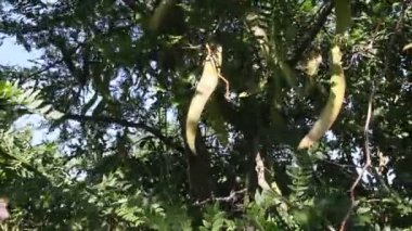 Meyve ile bal akasya ağacı (Gleditsia triacanthos).