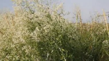 Kumsal bitki örtüsü ile büyümüş