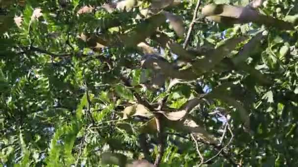 Miód Locust Drzewa Gleditsia Triacanthos Owocami — Wideo stockowe