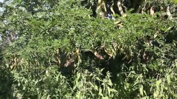 Sauterelle à miel (Gleditsia triacanthos) aux fruits .