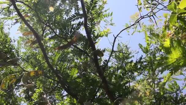 Árbol Langosta Miel Gleditsia Triacanthos Con Fruta — Vídeos de Stock