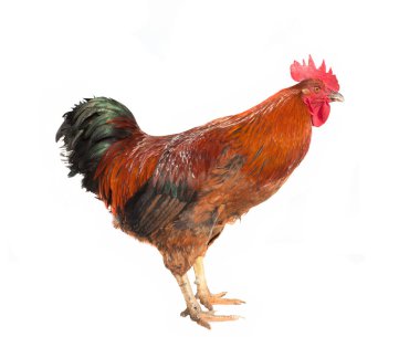 horoz beyaz arkaplanda izole edildi