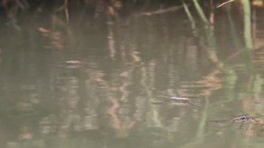 Gerridae, Hemiptera familyasından bir böcek familyasıdır ve yaygın olarak su böcekleri, su böcekleri, su patencileri, su böcekleri veya İsa böcekleri olarak bilinir..