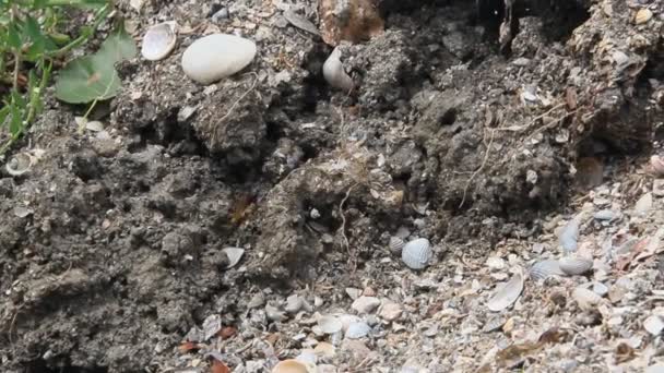 Sceliphron Spirifex Species Sphecid Wasp Sandy Clay Shore — Stock Video