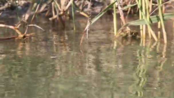 Gerridae Family Insects Order Hemiptera Commonly Known Water Striders Water — Stock Video