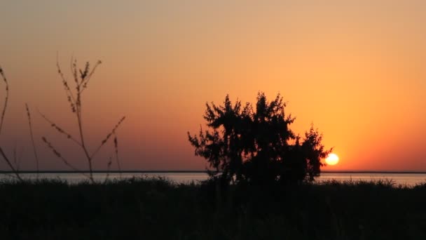 美丽的日落在一个安静的湖 落日下的孤寂的树 — 图库视频影像