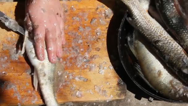 Cleaning Cutting Fresh Fish Outdoors Sunny Day — Stock Video