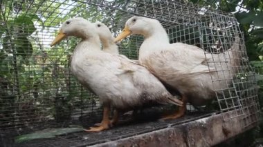 Çiftlikteki bir kafeste ördekler. Çiftliklerdeki kümes hayvanları üretimi