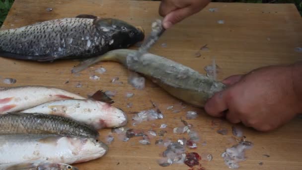 Limpieza Corte Pescado Fresco Aire Libre Día Soleado — Vídeos de Stock