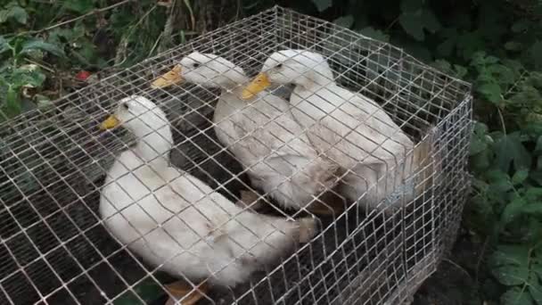 Patos Uma Jaula Uma Fazenda Produção Aves Capoeira Nas Explorações — Vídeo de Stock