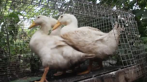 Kachny Kleci Farmě Produkce Drůbeže Zemědělských Podnicích — Stock video