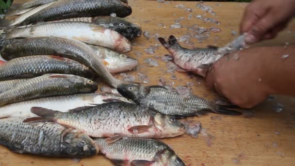 Güneşli Bir Günde Açık Havada Taze Balık Temizlemek Doğramak — Stok video