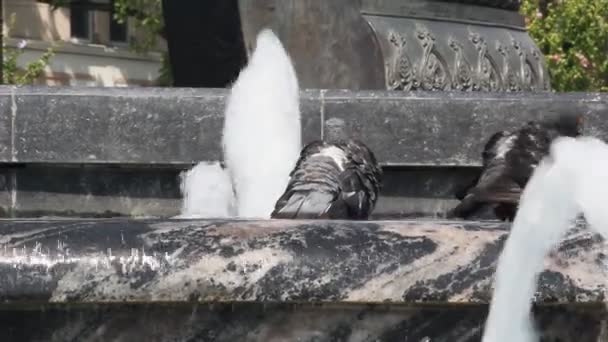 Pigeons Baignant Dans Fontaine Été Chaud — Video