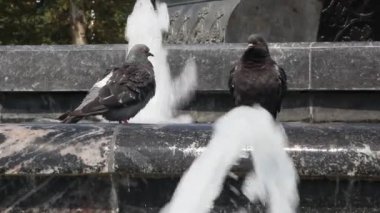 Sıcak yaz aylarında havuza banyo güvercinler