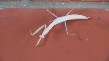 Mantis bileğinde, ortak adı devesi ile Avrupa Avrupa mantis dışındaki Mantid ailesindeki bir böcek olduğunu.