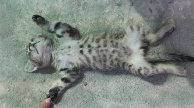 Gri kedi arkasında yatıyor.