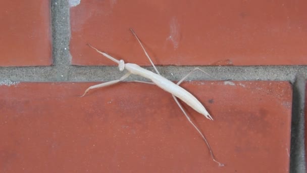 Mantis Religiosa Mit Dem Gebräuchlichen Namen Gottesanbeterin Und Außerhalb Europas — Stockvideo