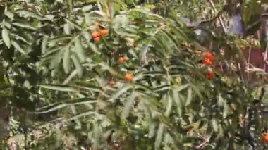 Rüzgarda sallanan çilek olgunlaşma ile rowan dalları