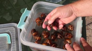 Birine yemek pişirmek için üzüm salyangoz yıkar