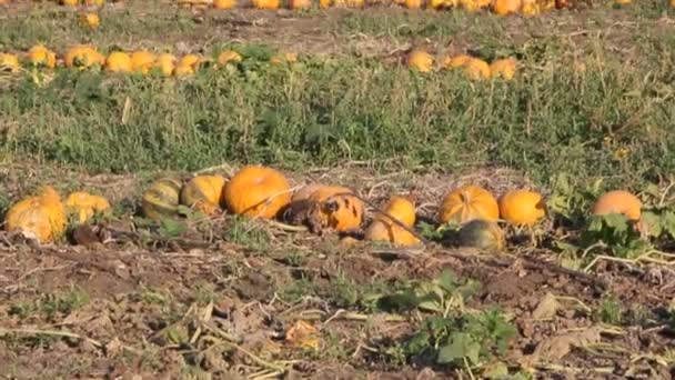 Las Calabazas Amarillas Están Campo — Vídeos de Stock