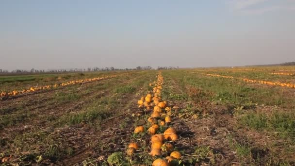 Gelbe Kürbisse Sind Auf Dem Feld — Stockvideo