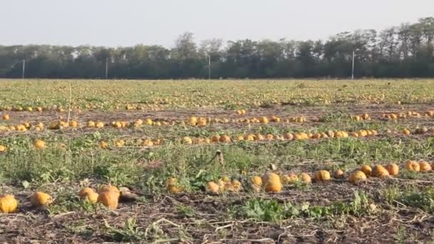 Las Calabazas Amarillas Están Campo — Vídeo de stock