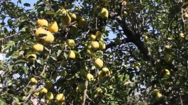 Olgun armut ağacı üzerinde parlak güneşin yaktı