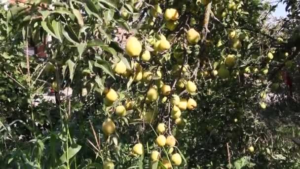 Mogna Päron Ett Träd Som Upplyst Den Ljusa Solen — Stockvideo