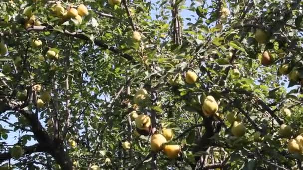在明亮的阳光照亮的树上成熟梨 — 图库视频影像