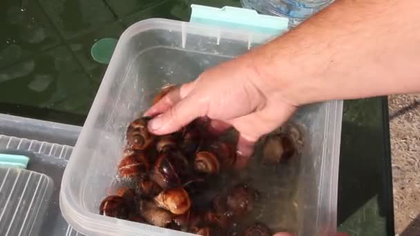 Een Man Wast Druif Slakken Voor Het Koken — Stockvideo