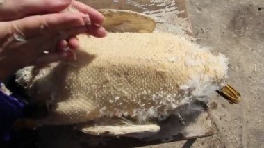 Ördek koparma. Kadın tüylerin ördek çeker. Küçük bir çiftlik