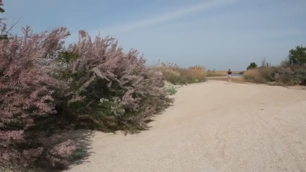 塔马里克斯 塔马尾斯克 盐雪松 开花植物的物种科 — 图库视频影像
