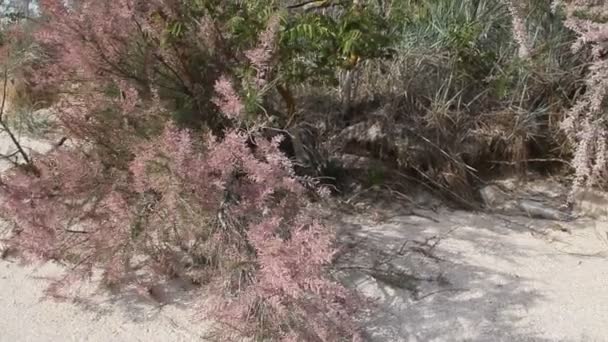 Tamarix Tamarisk Salt Ceder Specie Blommande Växter Familjen Tamaricaceae — Stockvideo