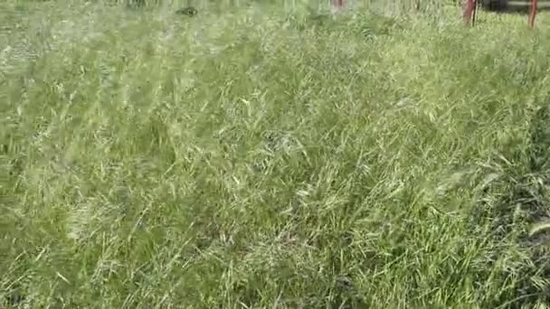 Wild Oat Grass Swaying Wind — Stock Video