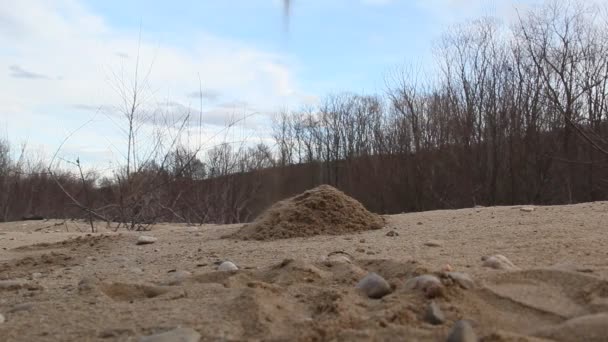 Der Sand Verschüttet Sich Vor Blauem Himmel Und Dunklem Wald — Stockvideo