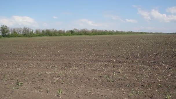 Ackerland Frühjahr Auf Dem Feld Wächst Mais — Stockvideo