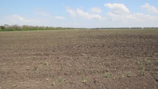 Campo Agricolo Primavera Sul Campo Sorge Mais — Video Stock