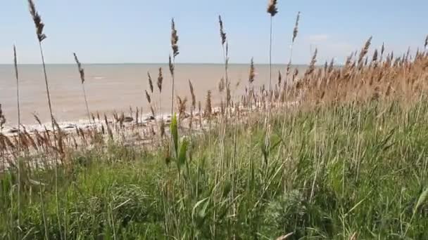 Fırtınalı Denizde Kayalık Sahil Krasnodar Bölgesi Azak Denizi Kıyısında — Stok video
