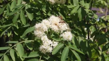 Çiçek açması üvez Şubesi