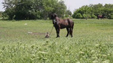 Atları otlatma ile yaz manzara