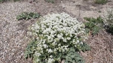 Crambe maritima, daha çok deniz kale bilinen bir yığın