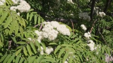 Çiçek açması üvez Şubesi