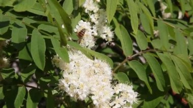Çiçek açması üvez Şubesi