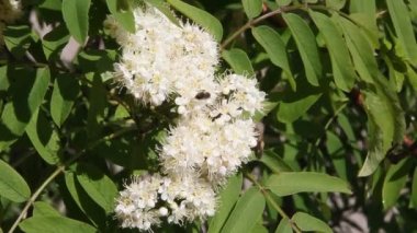 Çiçek açması üvez Şubesi