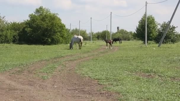 Sommarlandskap Med Betande Hästar — Stockvideo